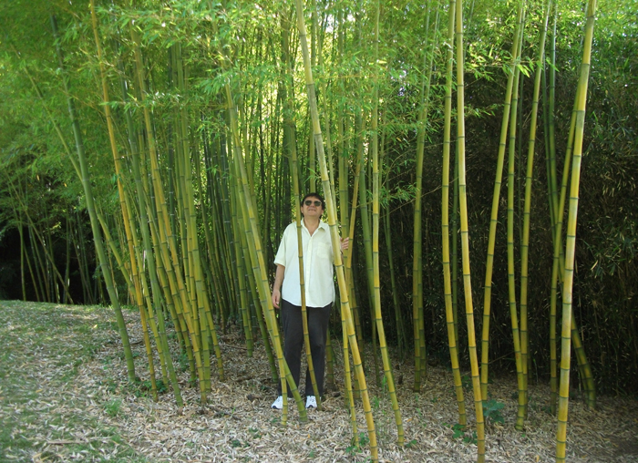 Bambou forest, France, 2010.jpg